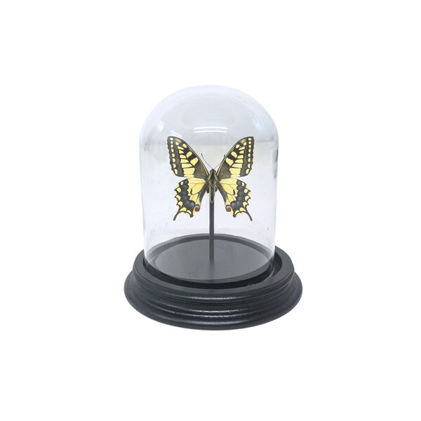 Papilio Machaon in Glasglocke 12 x 9 cm