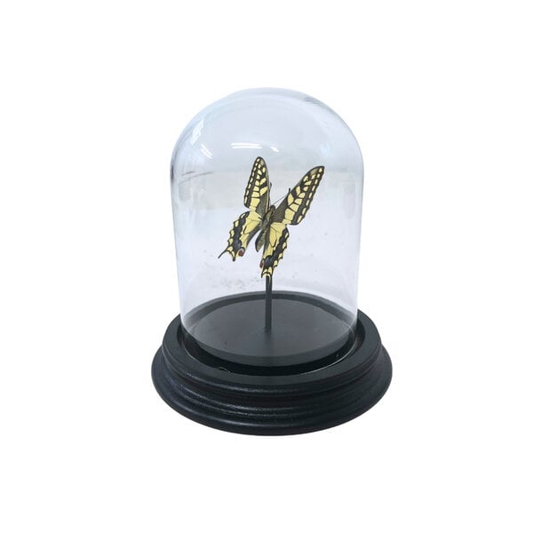 Papilio Machaon in Glass dome 12 x 9 cm