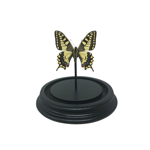 Papilio Machaon in Glasglocke 12 x 9 cm