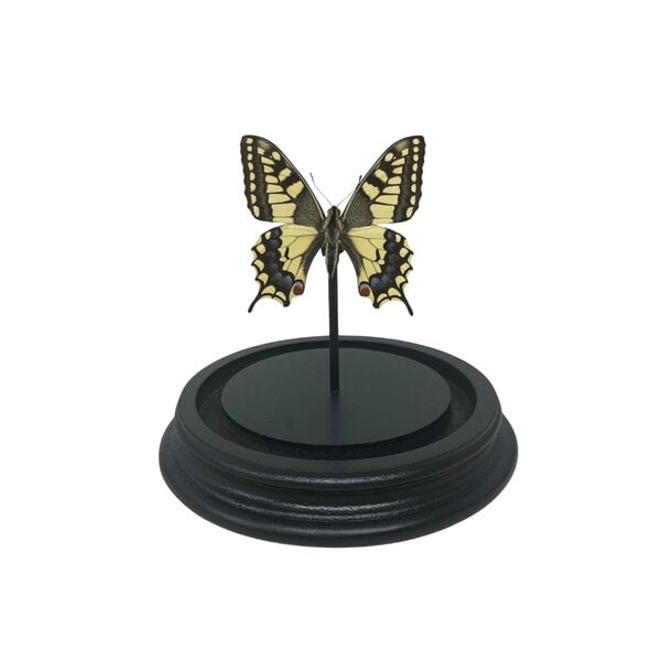 Papilio Machaon in Glass dome 12 x 9 cm