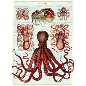 Schoolplaat - Octopus