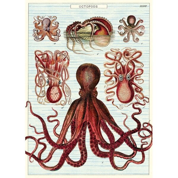 Schoolplaat - Octopus