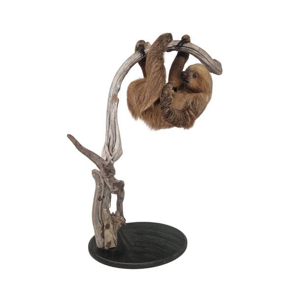 Mounted Linnaeus's two-toed sloth