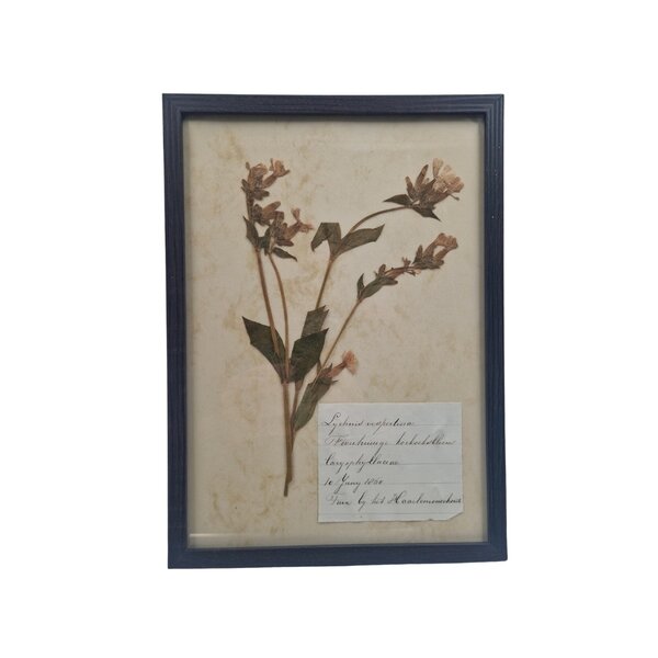 Antiker botanischer Rahmen (A)