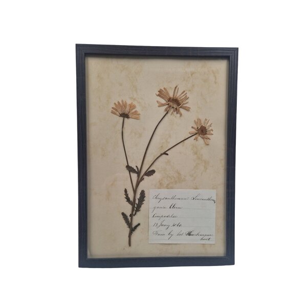 Antieke Botanische lijst (H)