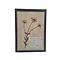 Antieke Botanische lijst (H)