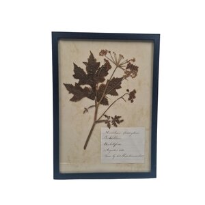 Antiker botanischer Rahmen (J)