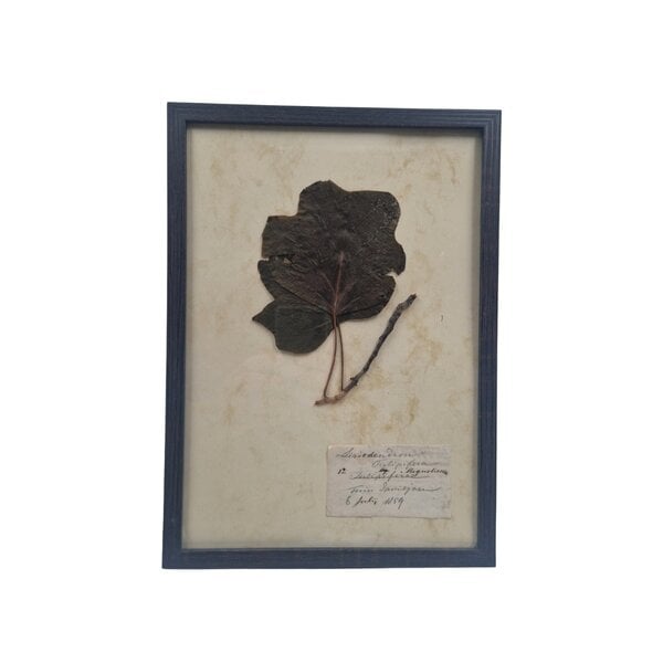 Antieke Botanische lijst (K)