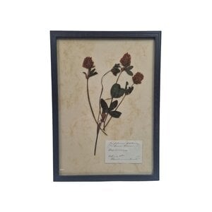 Antieke Botanische lijst (F)