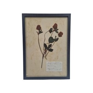 Antiker botanischer Rahmen (F)