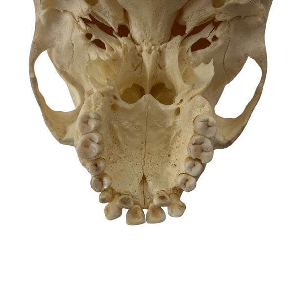 Human skull (B)
