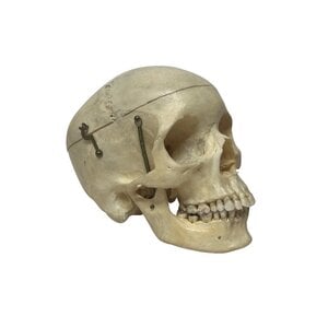 Human skull (E)