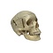 Human skull (E)