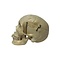 Human skull (E)