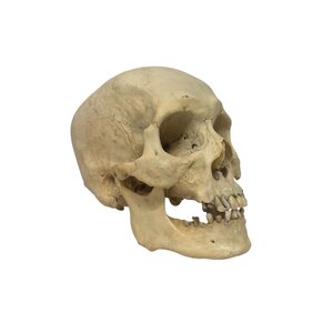 Schedel mens (D)