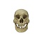 Real Human skull (D)