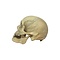 Real Human skull (D)