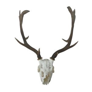 Schädel Damhirsch (B)
