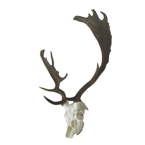 Schädel Damhirsch (B)