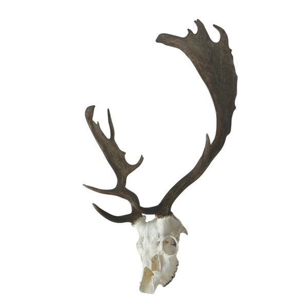 Skull European fallow deer trophee (B)