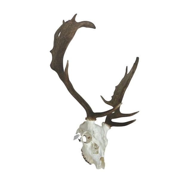 Schädel Damhirsch (B)