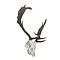 Skull European fallow deer trophee (B)