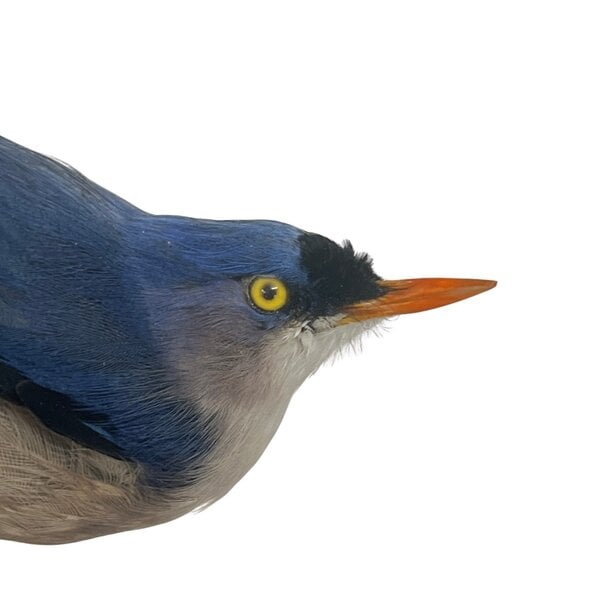 Mounted Velvet-fronted nuthatch