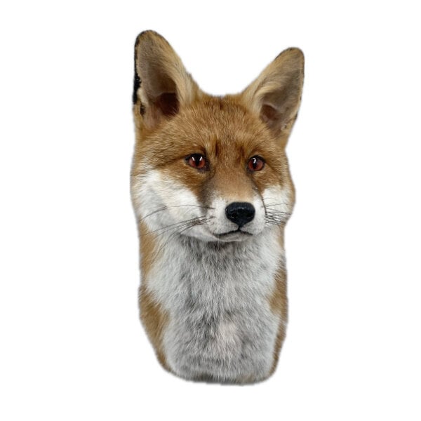 Präparierte Fuchs (Schultermount)