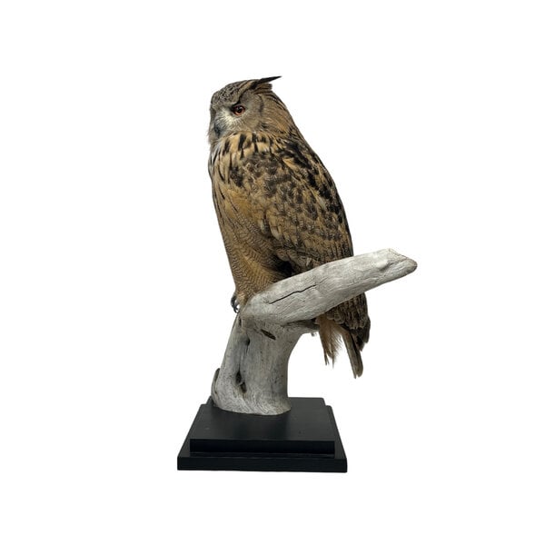 Mounted eagle owl - Owl Taxidermy