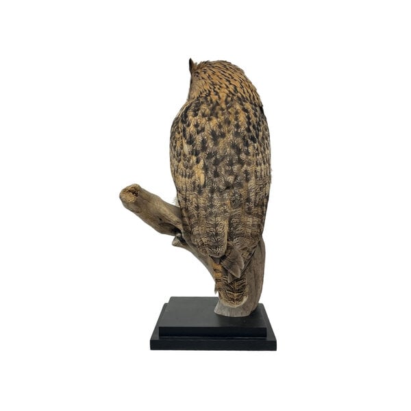 Mounted eagle owl - Owl Taxidermy