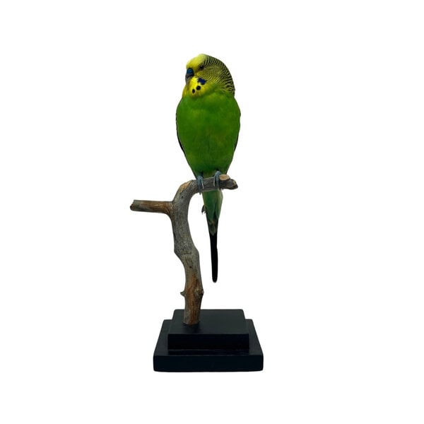 Mounted green budgerigar