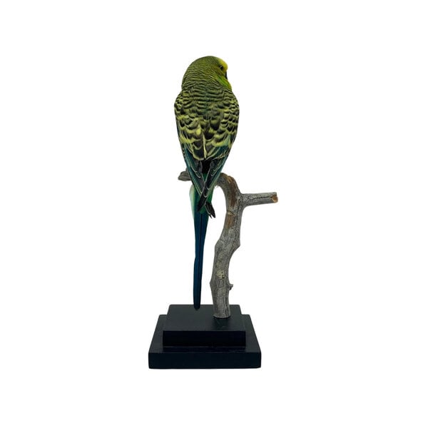 Mounted green budgerigar