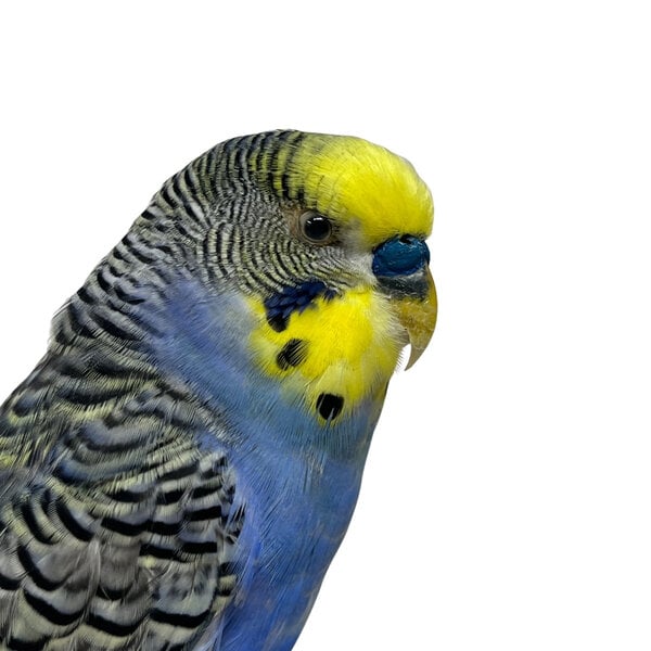 Mounted blue budgerigar