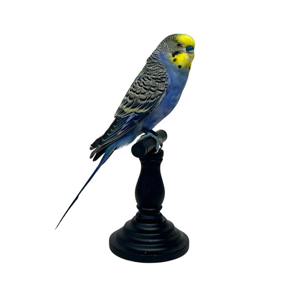 Präparierte Wellensittich Blau