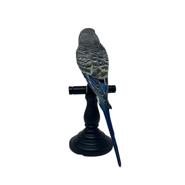 Mounted blue budgerigar
