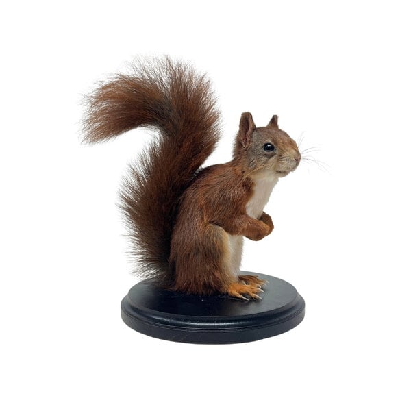 Präparierte Eichhörnchen