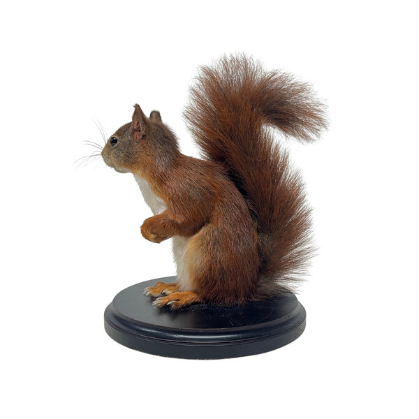 Mounted red squirrel