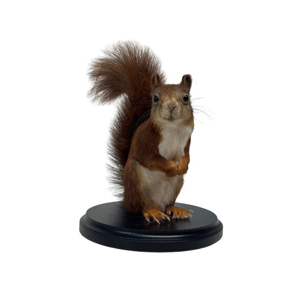 Präparierte Eichhörnchen (A)