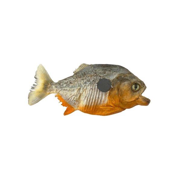 Mounted Piranha magnet