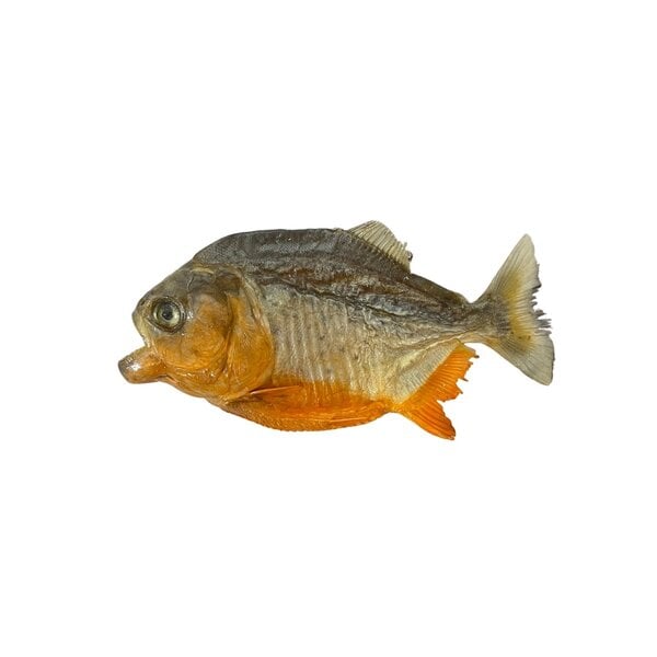 Opgezette Piranha magneet