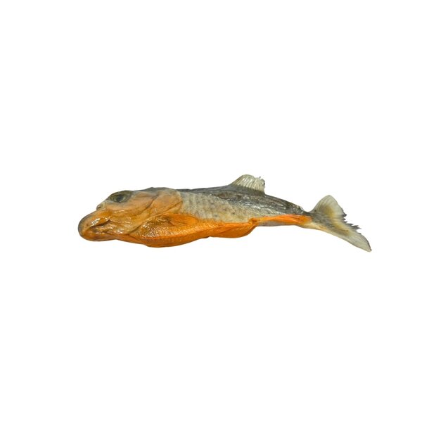 Mounted Piranha magnet