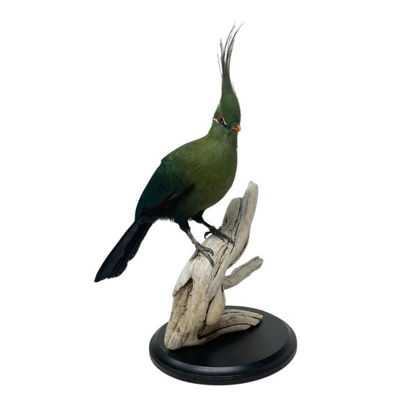 Mounted Schalow's turaco