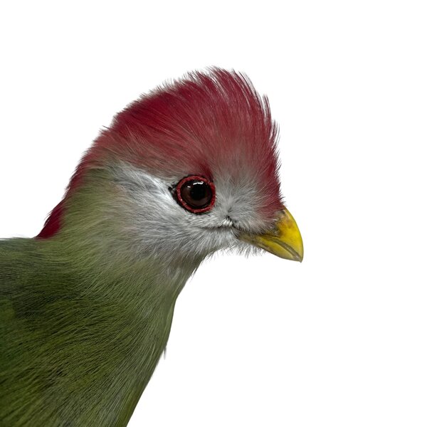 Mounted red-crested turaco