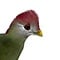 Mounted red-crested turaco