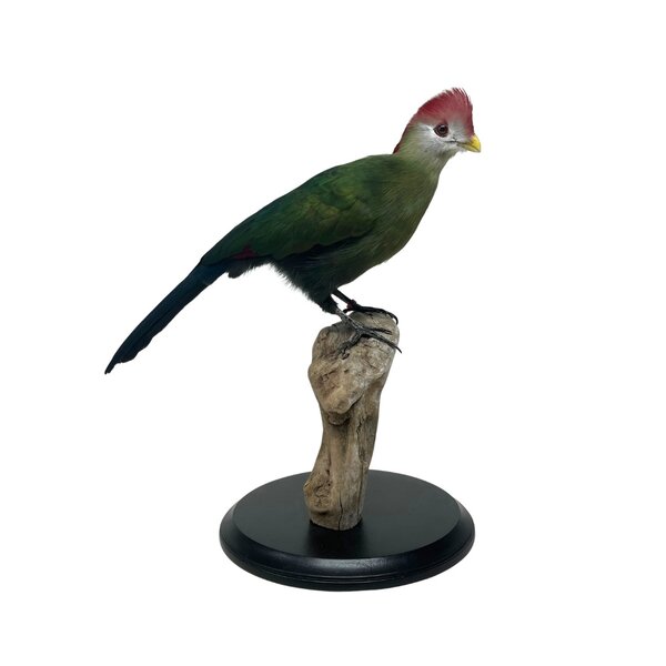 Mounted red-crested turaco