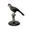 Mounted red-crested turaco