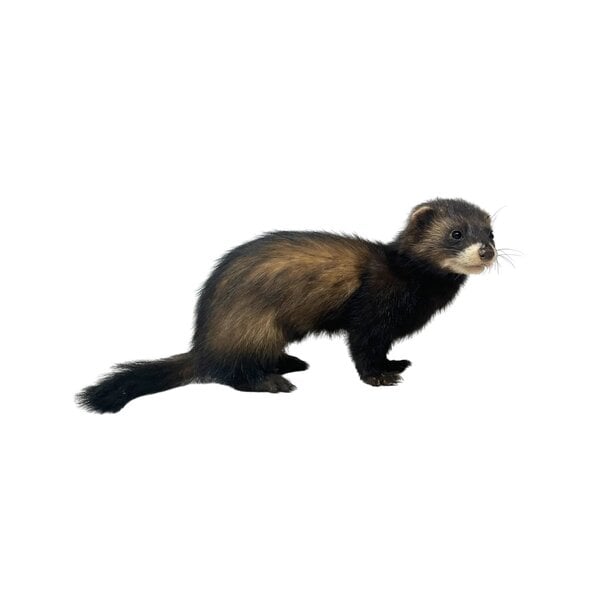 Mounted European polecat (A)