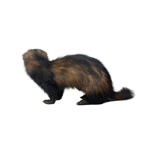 Opgezette Bunzing (A)