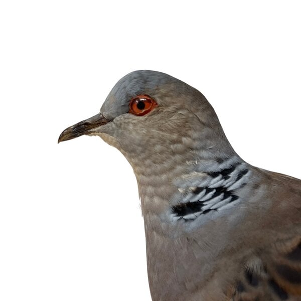 Mounted Oriental Turtle-Dove