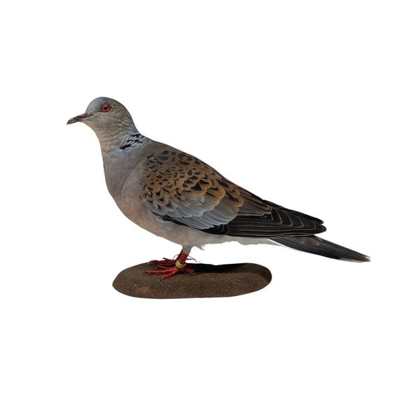 Mounted Oriental Turtle-Dove